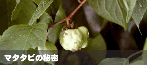 健康食品またたび(マタタビ)の秘密