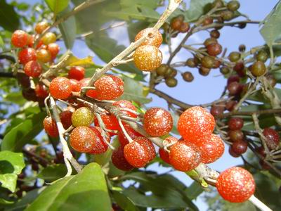 木の実 山菜きのこ直売所 ちいくろ