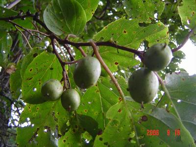 木の実 山菜きのこ直売所 ちいくろ