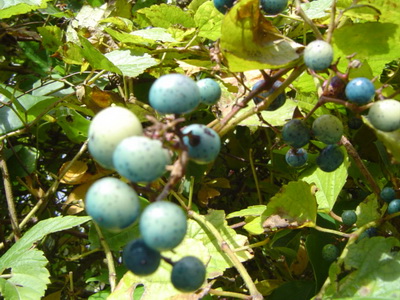 野ぶどう 野葡萄 山菜きのこ直売所 ちいくろ