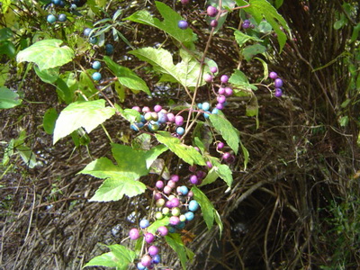 野ぶどう 野葡萄 山菜きのこ直売所 ちいくろ