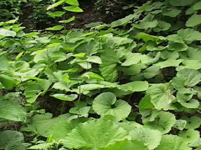 ふき ふきのとう 山菜きのこ直売所 ちいくろ