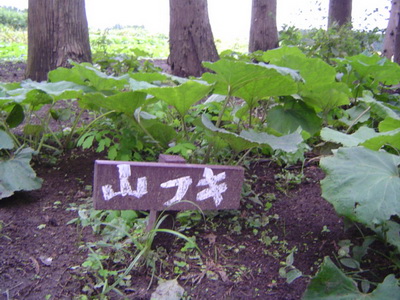 ふき ふきのとう 山菜きのこ直売所 ちいくろ