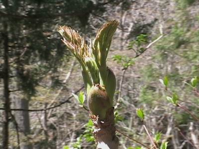 たらの芽 タラの芽 山菜きのこ直売所 ちいくろ