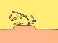 ̖؍͔|PO
