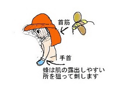 Xq