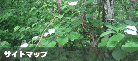 NHނ̂