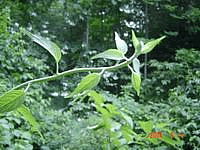健康食材またたび(マタタビ)観察日記