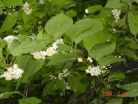 健康食材またたび(マタタビ)観察日記