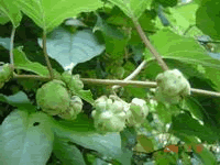 健康食材またたび(マタタビ)観察日記