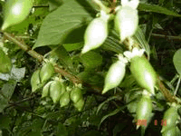健康食材またたび(マタタビ)観察日記