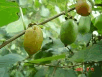 健康食材またたび(マタタビ)観察日記