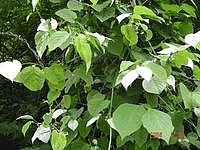 健康食材またたび(マタタビ)観察日記