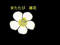健康食材またたび(マタタビ)観察日記