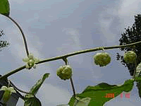 健康食材またたび(マタタビ)観察日記