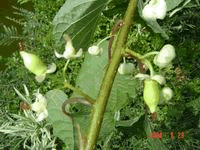 健康食材またたび(マタタビ)観察日記