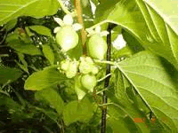 健康食材またたび(マタタビ)観察日記