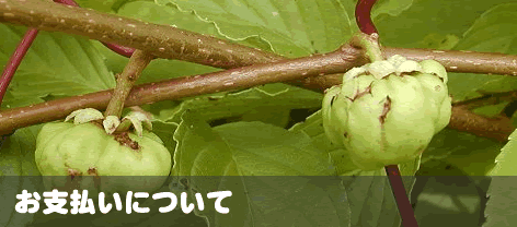 健康食材またたび(マタタビ)お支払いについて
