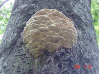 ʂ