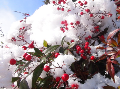 �R�؂��̂�